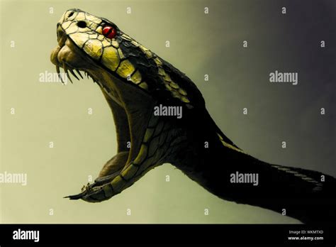 snake mouth open high resolution stock photography  images alamy
