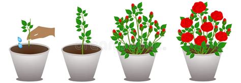 Growing Rose Stages Stock Illustrations – 25 Growing Rose Stages Stock