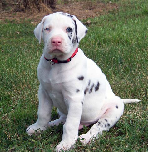pics  great dane puppies     adorable great dane puppies pose bored