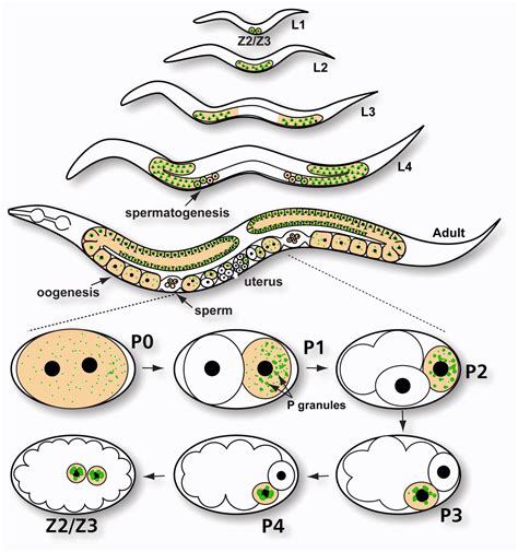 p granule assembly  function  caenorhabditis elegans germ cells updike  journal