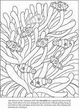 Clownfish Dover Clown Colouring Doverpublications Seaweed Pesquisa источник Designlooter sketch template