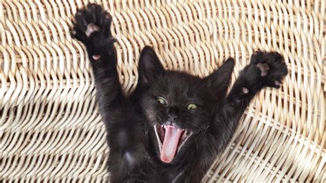 dou viennent les superstitions liees aux chats noirs la croisee