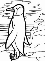 Coloring Penguin Emperor Cute Pages Penguins Designlooter Colouring Popular 15kb 760px sketch template