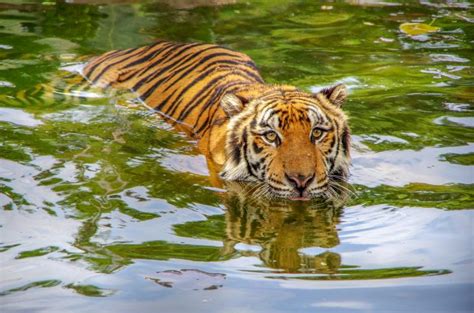 amazing facts  bengal tigers onekindplanet animal education