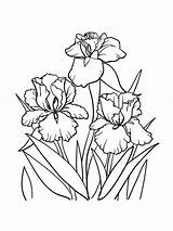 Coloring Iris Pages Flower Printable sketch template