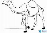 Camello Colorear Dromedario Camellos Dromedary Kolorowanka Rysunek Kameel Camels Wielbłąd Disegno Supercoloring Unicornios Obraz Navidad Kleurplaat Kolorowanki Dzieci sketch template