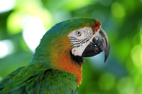 fun facts  macaws
