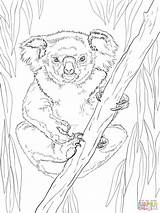Koala Coloring Pages Drawing Friendly Line Female Koalas Tree Kids Printable Colorings sketch template