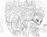 Coloring Pages Leopard Puma Cougar Snow Color Printable Sheet Leopards Branch Clouded Awesome Animals Library Wilderness Comments Getcolorings Clipart Getdrawings sketch template