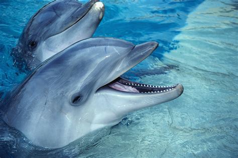 saving  dolphins krystal blue intl