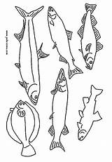 Trout Coloring Color Pages Fishes Hellokids Tiny Fish Print Online sketch template