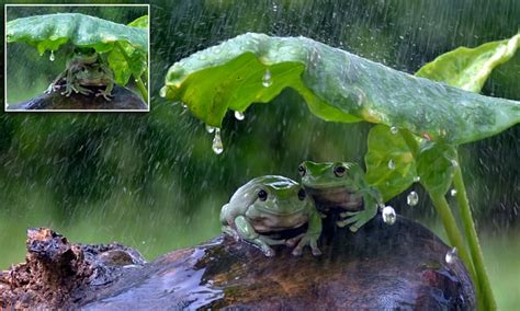 frogs huddle    leaf umbrella  shelter   rain daily mail