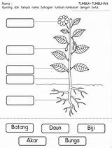 Tumbuhan Prasekolah Lembaran Tk Bahagian Tumbuh Tanaman Lembar Anak Mewarnai Bunga Sains Paud Kegiatan Worksheets Kunyit Lks Lidah Buaya Berbunga sketch template