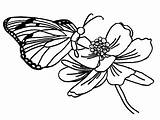 Mariposa Mariposas Kupu Borboleta Bunga Mewarnai Schmetterling Blume Monarca Butterflies Miolo Gambarcoloring Terbaru Monarch Sketsa Kartun Tudodesenhos Deadly Coloringhome Insertion sketch template