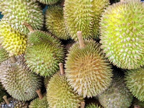die durian koenigin des geschmacks und gestanks thailand blog