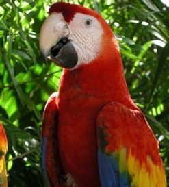 cut    cut  parrots wings  pets central