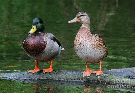 ssurvivor male  female mallard ducks