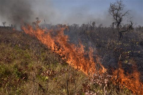 amazon fires   happen    burning latino usa