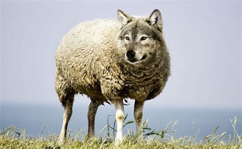 wolf  sheeps clothing    spot