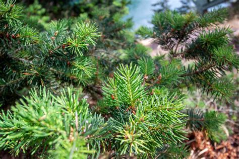 douglas fir tree stock  pictures royalty  images istock