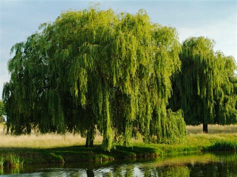willow tree care tips  planting willow trees   landscape