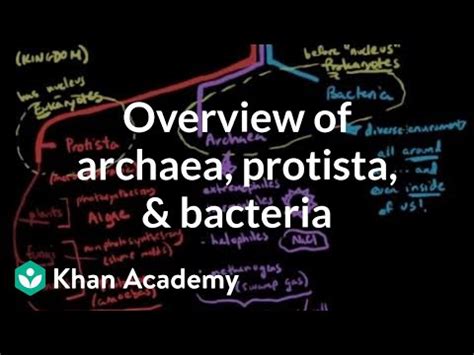 overview  archaea protista  bacteria video khan