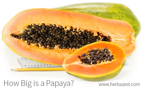 how big is a papaya herbazest