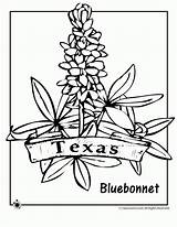 Coloring Texas Bluebonnets Bluebonnet Pages Flower Designlooter 08kb 880px sketch template