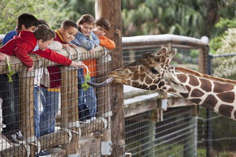 zoos   harm  good    pros  cons animal sake