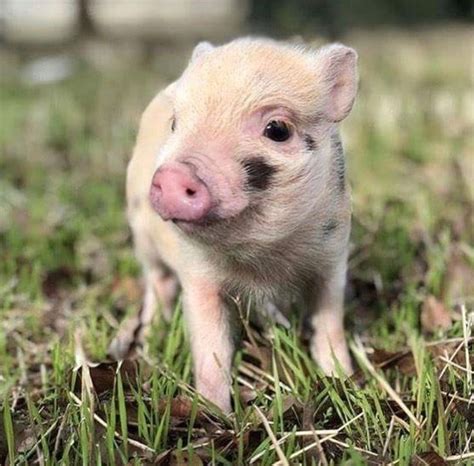 piggy images  pinterest piglets  pigs