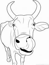 Coloring Cow Pages Cartoon Color Cows Inspiring Getcolorings sketch template