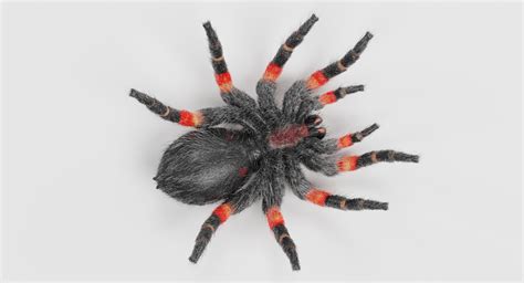 mexican redknee tarantula turbosquid