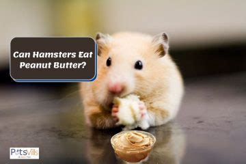 hamsters eat peanut butter  treats feeding tips