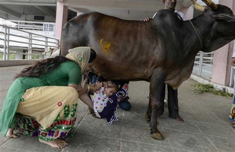 photos hindus worship cow to celebrate ‘krishna janmashtami the
