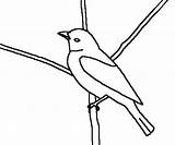 Tanager Scarlet Coloring Bird Drawings 6kb 400px sketch template