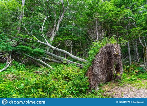view  fallen wood   forest stock photo image  environment biological
