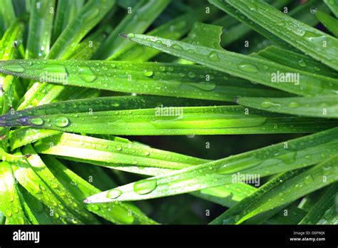 spear shaped leaves  res stock photography  images alamy