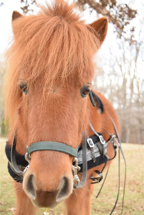 horse  door february