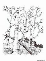 Birch Tree Coloring Printable Pages Getcolorings sketch template