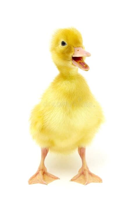yellow duck royalty  stock images image