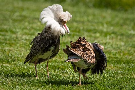 de taak van de kemphaan instituut voor de nederlandse taal