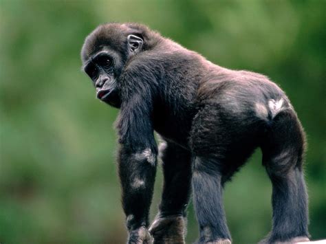 gorilla monkeys photo  fanpop