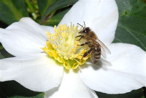honey plants   save bees celebrate world bee day