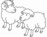 Owieczki Colorear Oveja Ovejas Owca Kolorowanka Rysunek Rams Dwie Gregge Pecore Druku Kolorowanki Macho Ewe Hembra Sheeps Wydruku Supercoloring Malowankę sketch template