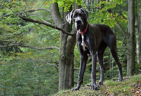 great dane dog breeds breed information mad paws blog