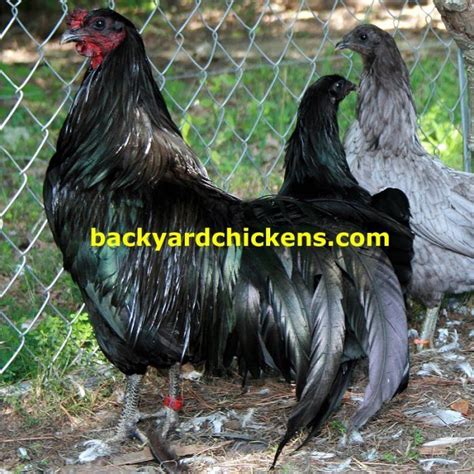 Sumatra Backyard Chickens
