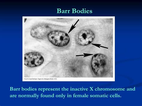 ppt sex chromatin bodies barr body powerpoint presentation free