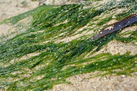 seaweed   superfood veggiebuzz