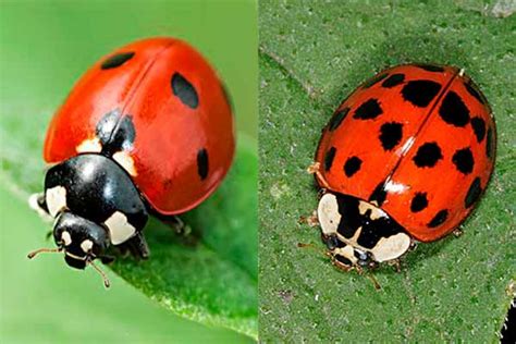 Asian Beetles Vs Ladybugs Porno Picture