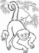 Coloring Monkeys Monkey Pages Kids Spider Color Panama Easy Printable Colouring Colour Print Animals Getdrawings Children Getcolorings sketch template